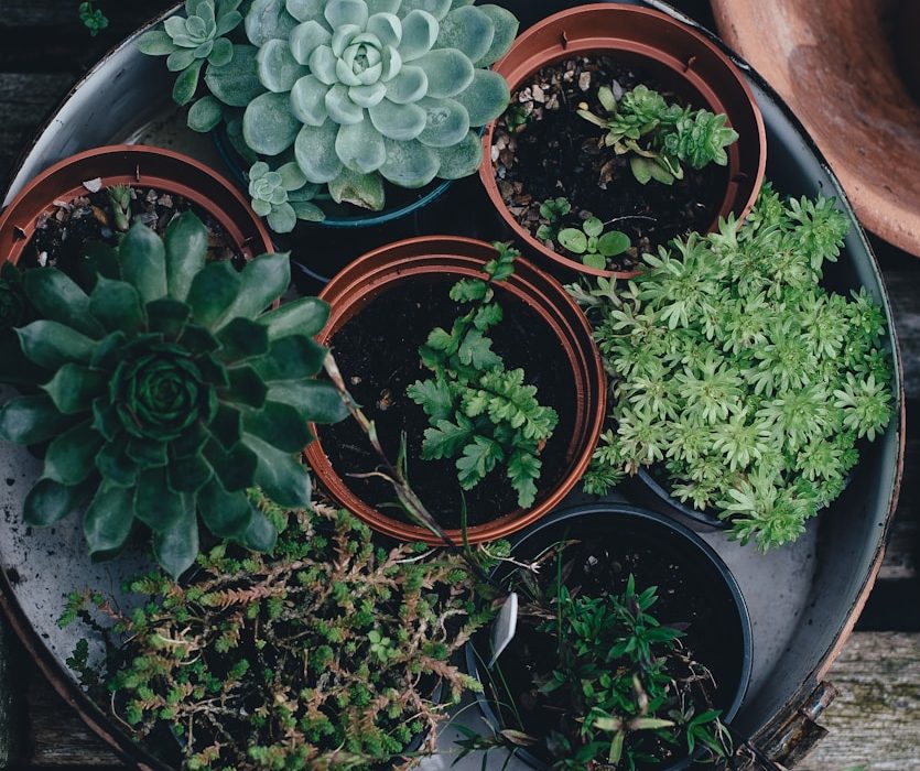 Photo of a tray of seven small potted plants at various stages of growth, as seen top-down from a bird's eye view