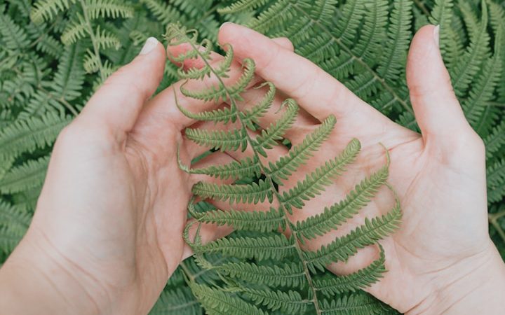 Photo of a small fern plant's branch being cupped gently in two caucasian hands with more of the fern plant underneath the two hands